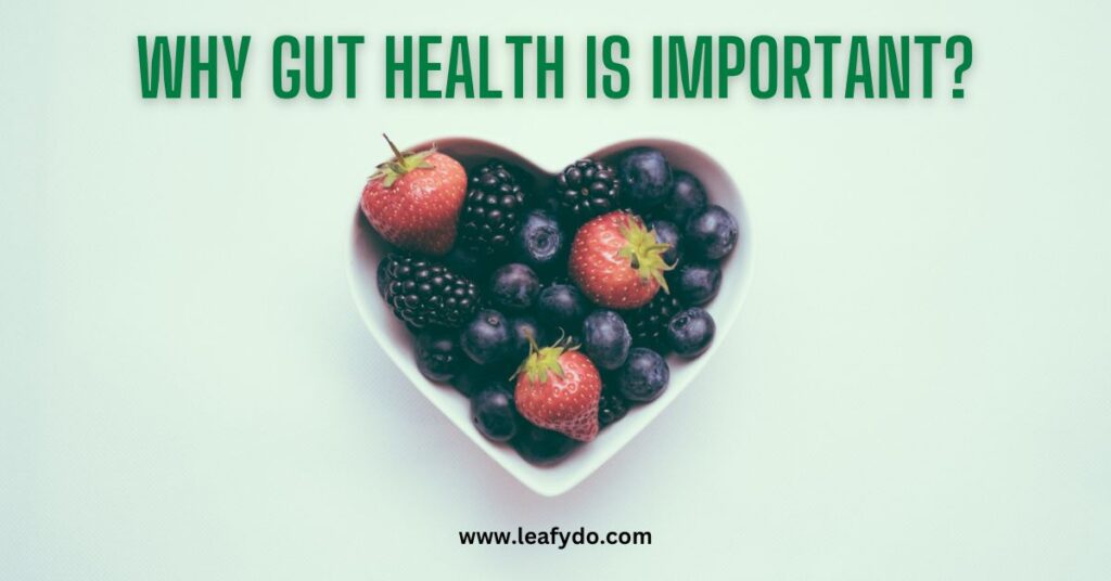 why gut health is important 