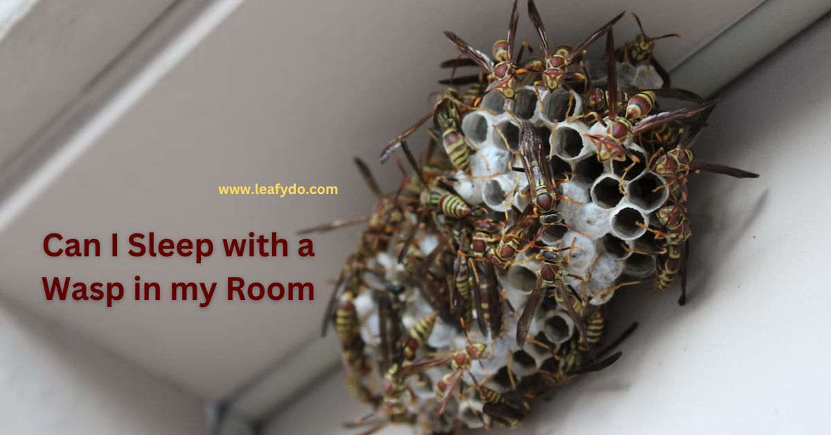 Read more about the article Can I Sleep with a Wasp in My Room? Exit them Safely