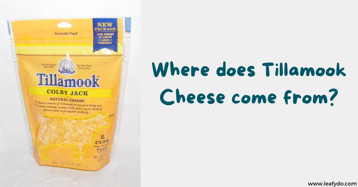 Where Does Tillamook Cheese Come From? Tracing Its Beginnings!