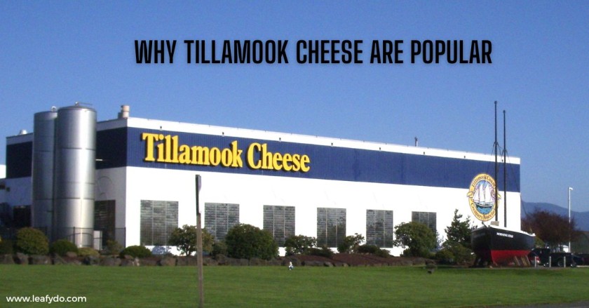 why Tillamook cheese are popular